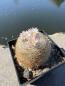 Preview: Mammillaria neobertrandiana